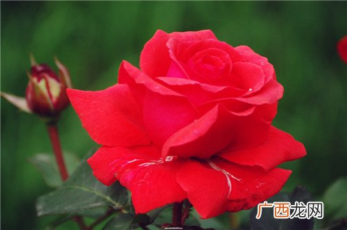 月季花什么时候开,玫瑰,杜鹃花,月季花都在什么季节开放?
