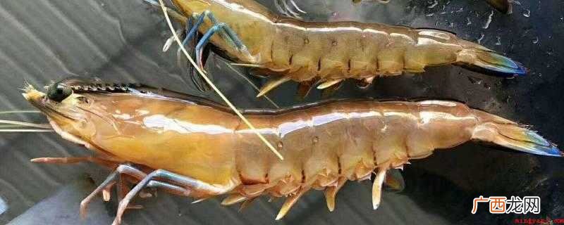 虾尾里面黄东西是什么,可以吃吗