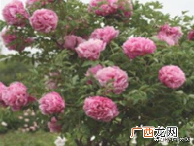 牡丹花籽如何种植,牡丹种子怎么种植？