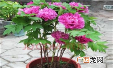 牡丹花籽如何种植,牡丹种子怎么种植？