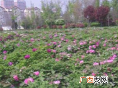 牡丹花籽如何种植,牡丹种子怎么种植？