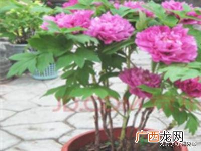 牡丹花籽如何种植,牡丹种子怎么种植？