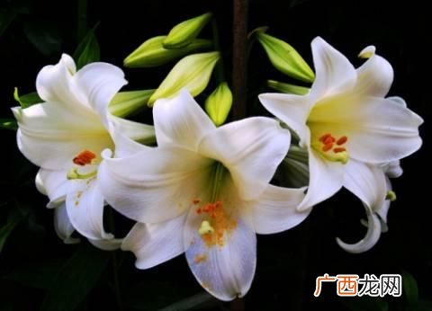 百合花的种子在哪里,百合花种子的发芽过程？