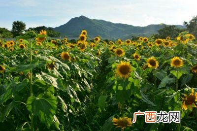 向日葵几月开花,向向日葵在几月份开花？