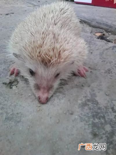 小刺猬吃什么,刺猬吃什么，喝什么？