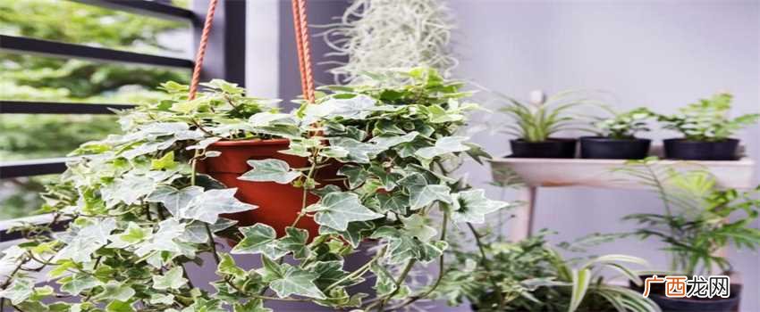 家里旺风水的植物有哪些 家中养什么植物旺风水