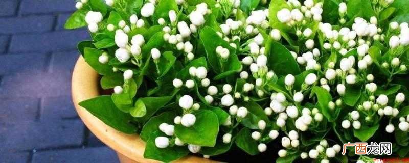 洗米水发酵多久可以浇花