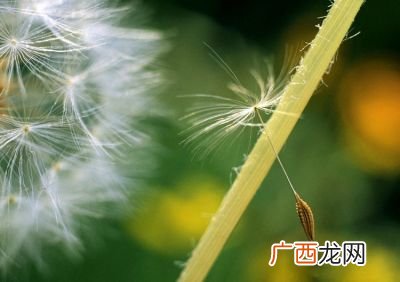 什么的蒲公英,填空什么的蒲公英？