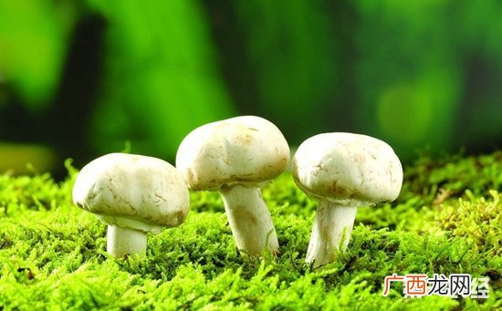 请写出你所了解的8种蘑菇的名称,大蘑菇是什么品种？