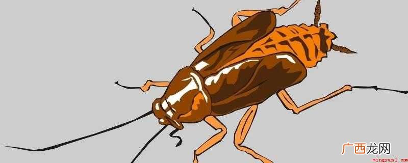 蟑螂一般躲在什么地方