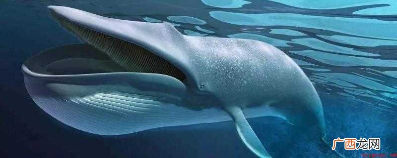 海洋最大的生物是什么生物