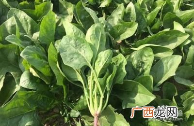 菠菜什么时候种最合适,种菠菜上午还是下午？