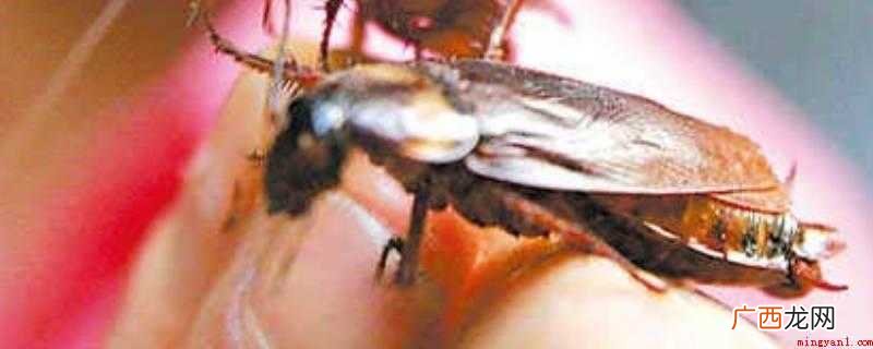 蟑螂有毒吗爬到人身上会怎样
