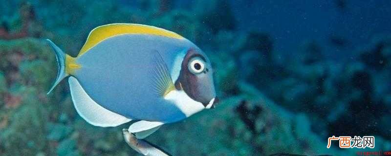 海鱼有哪些