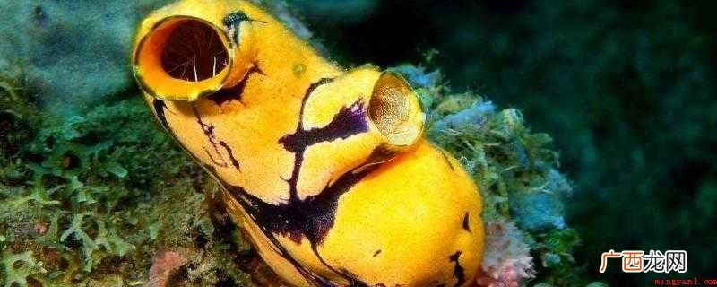 海鞘是什么动物
