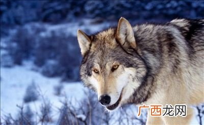 30如狼40如虎是什么意思,为什么说三如狼四如虎？