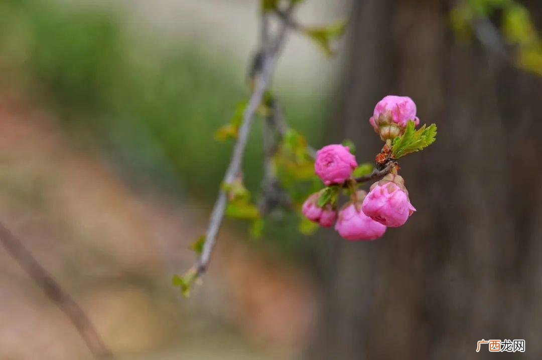 花开花落自有时意思,花落花开自有时下联？