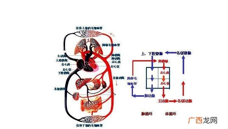 人体循环系统,四大循环八大系统？