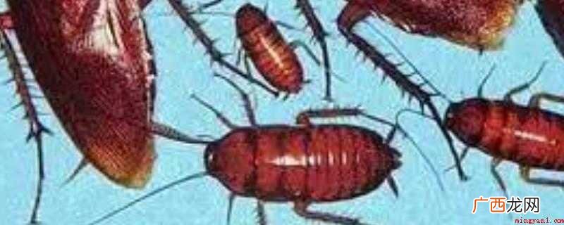 蟑螂有多大