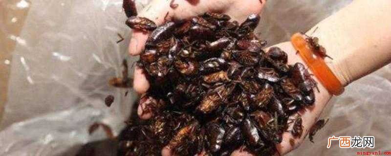 蟑螂有什么药用价值