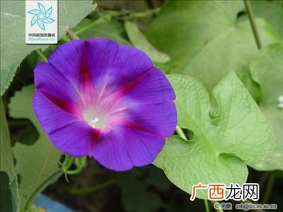 喇叭花长什么样,如何让喇叭花长得特别高？