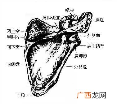 上肢骨是由什么组成,前臂骨和上臂骨通过什么连接起来？