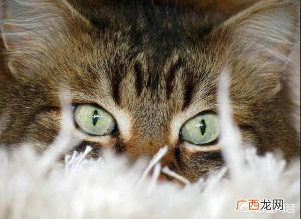 猫咪油耳朵怎么清理,猫咪的耳朵怎么清理？
