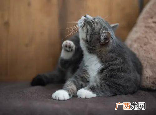 猫咪油耳朵怎么清理,猫咪的耳朵怎么清理？