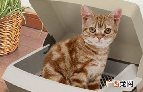 猫咪看起来没什么精神怎么办,猫没精神,不吃,不喝,总睡觉怎么办？