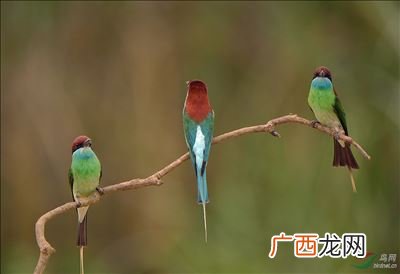 夏天有什么鸟,一种在夏天会叫的鸟？