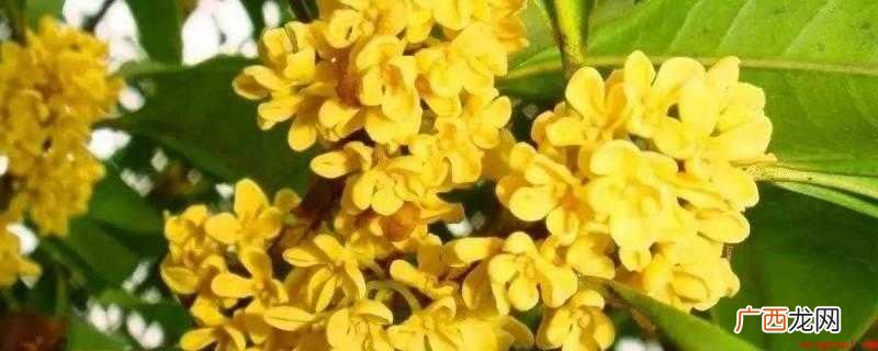 桂花能直接晒干吗