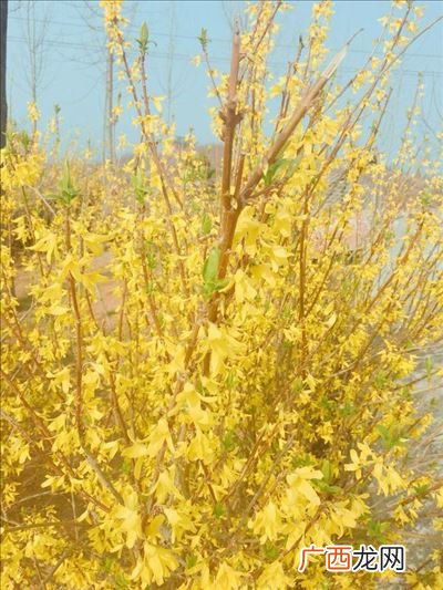山寺桃花始盛开的上一句是什么,人间四月芳菲尽寓意？