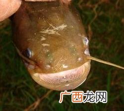 无鳞鱼有哪些,哪些是无鳞鱼？