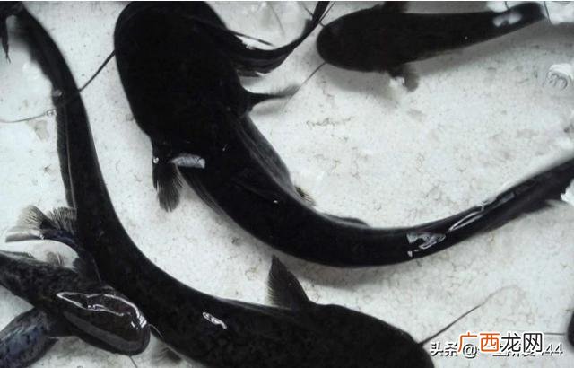 无鳞鱼有哪些,哪些是无鳞鱼？