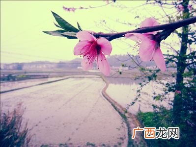 夜来风雨声花落知多少,夜来风吹雨花落知多少的赏析？