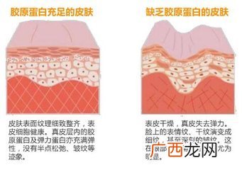 胶原蛋白怎么补充,胶原蛋白怎么补最好？