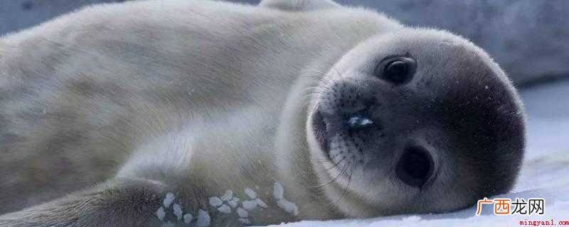海豹怎么呼吸