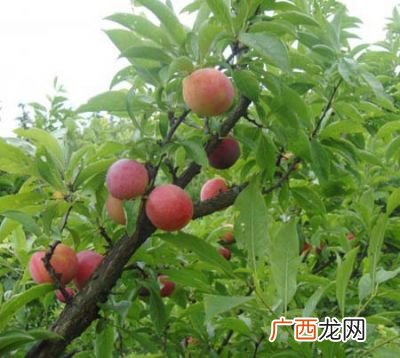李子是什么,红李子是什么？