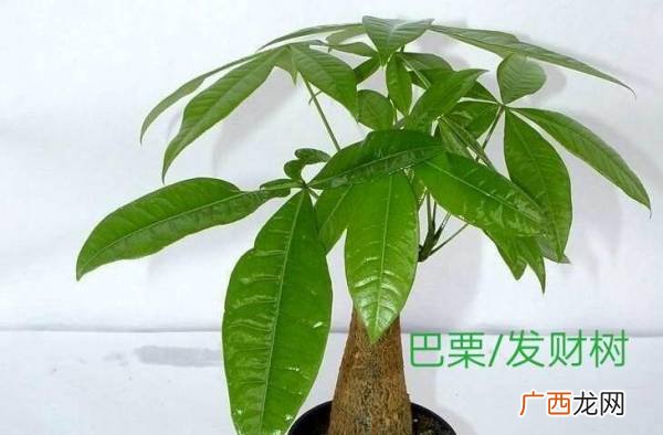 发财树有毒吗,八方来财树有毒吗？