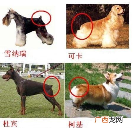 狗为什么要断尾,为什么有些猛犬需要断尾裁耳呢？