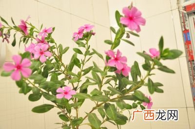 九月开什么花,腊梅，茶花，桃花，玫瑰，荷花，月季花，兰花，桂花，玉兰，菊花，水仙花具体几月开花？