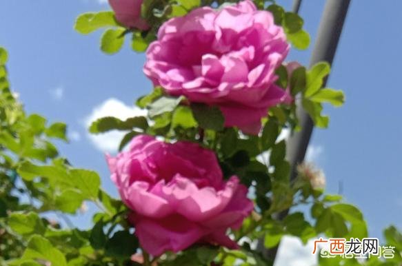 怎样让玫瑰花苞快速开放,怎样让玫瑰多开花、开大朵的花？