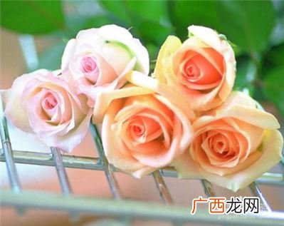 怎样让玫瑰花苞快速开放,怎样让玫瑰多开花、开大朵的花？