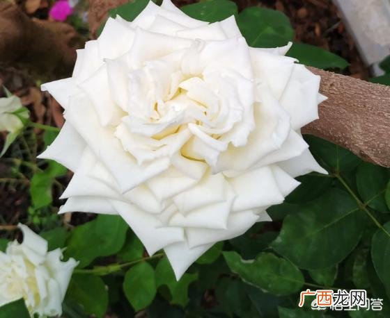 怎样让玫瑰花苞快速开放,怎样让玫瑰多开花、开大朵的花？