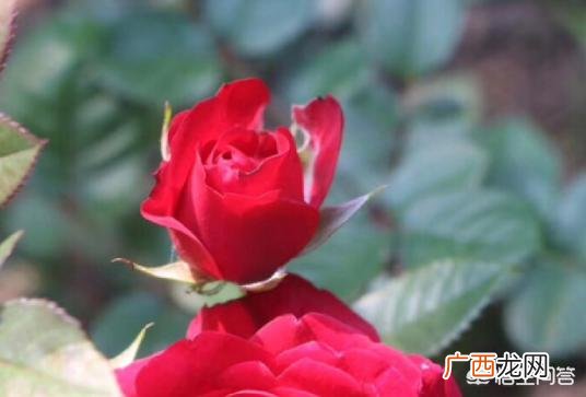 怎样让玫瑰花苞快速开放,怎样让玫瑰多开花、开大朵的花？