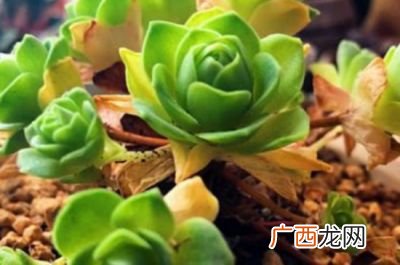 多肉服盆是什么意思啊,多肉盆苗和穴盘苗的区别?