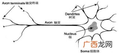 简述神经元的分类,人的感觉是感觉神经元产生的？