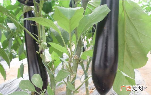 茄子最忌什么肥料,花肥能喷洒茄子吗？