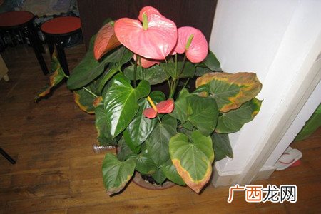 红掌叶子发黄焦边干枯是怎么回事,红掌花叶子边缘发黄干枯怎么回事？