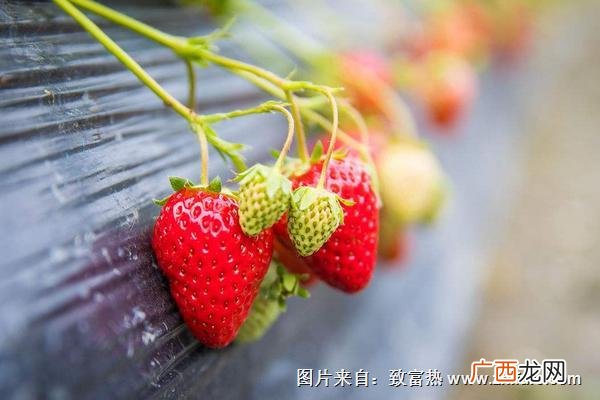 草莓用什么肥料好,种草莓要下基肥吗?用什么肥好？